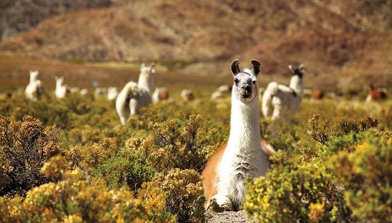 Bagi-argentina-biking-8